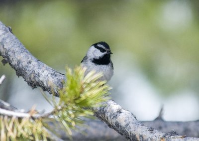 Mountain Chickadee