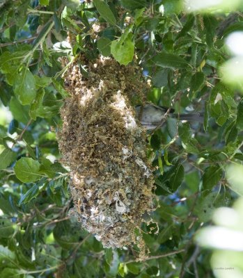 Bushtit nest with Bushtit