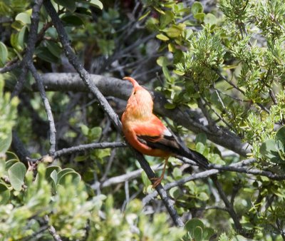'I'iwi (Honeycreeper)