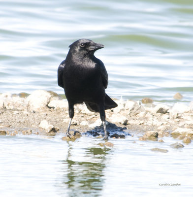 American Crow