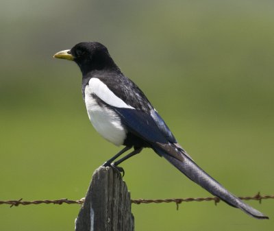 Yellow-billed Magpie