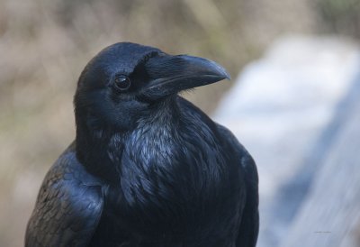 Common Raven