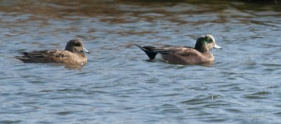 American Wigeons