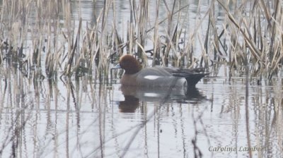Eurasian Wigeon