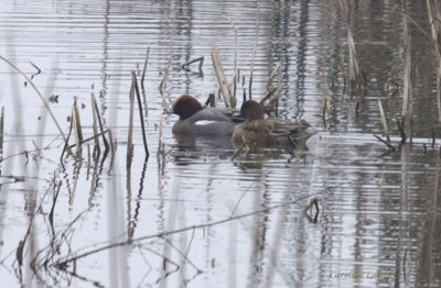Eurasian Wigeon pair