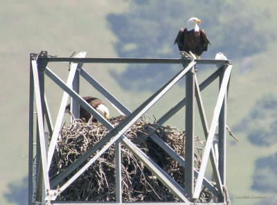 Bald Eagles