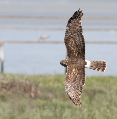 Northern Harrier, female