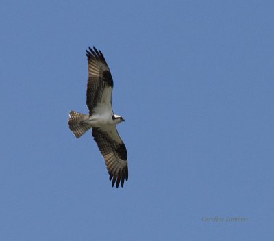 Osprey