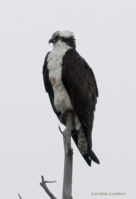 Osprey