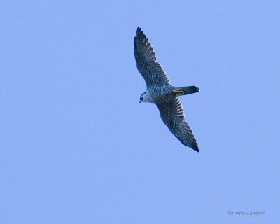 Peregrine Falcon