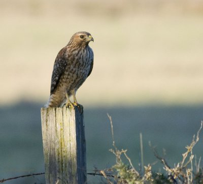 Red-shouldered Hawk