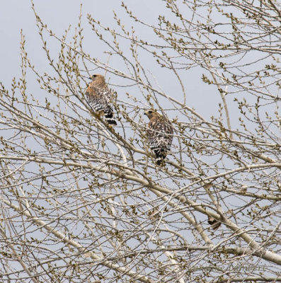 Red-shouldered Hawks