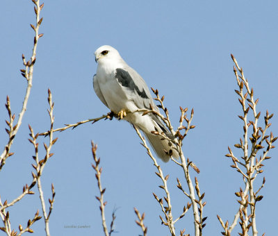 White-tailed Kite