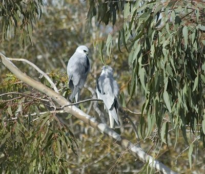 White-tailed Kites