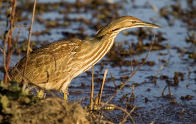 American Bittern