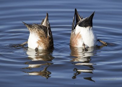 American Wigeon pair