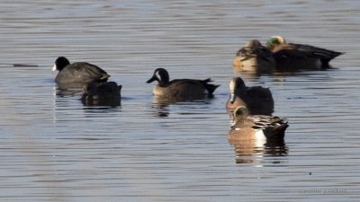 Blue-winged Teal