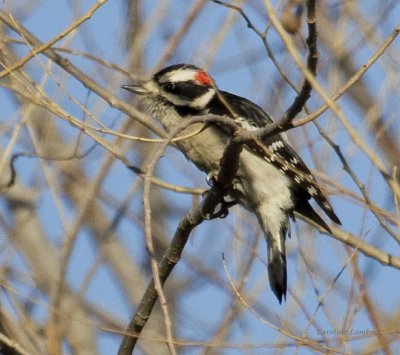 Downy Woodpeckers
