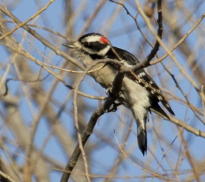 Downy Woodpecker