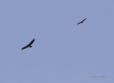 Golden Eagle and Red-tailed Hawk