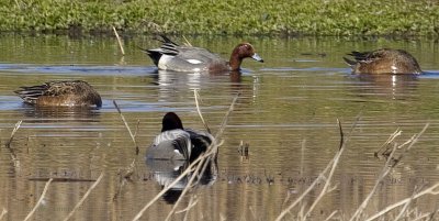 Falcated Duck and Eurasian Wigeon