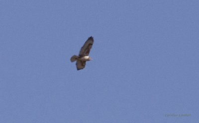 Ferruginous Hawk