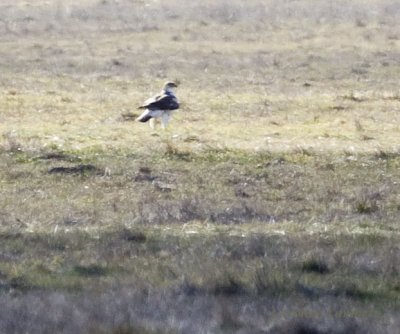 Ferruginous Hawk