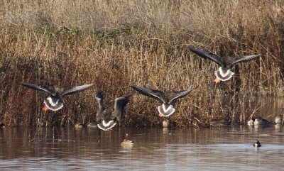 Greater White-fronted Geese