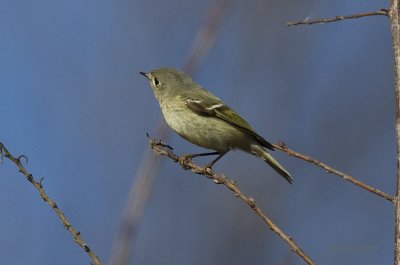 Ruby-crowned Kinglet