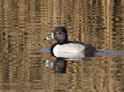 Ring-necked Duck