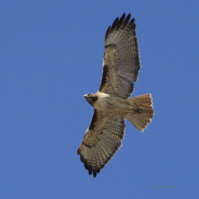 Red-tailed Hawk