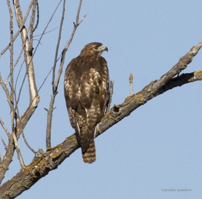 Red-tailed Hawk