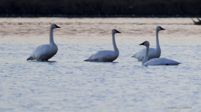 Tundra Swans