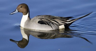 Northern Pintail