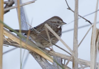 Sacramento NWR Song Sparrow