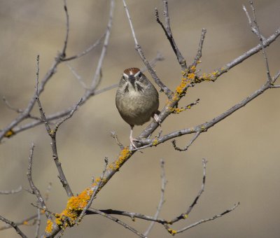 Rufous-crowned Sparrows