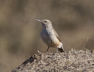 Rock Wren