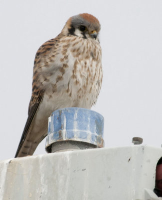 American Kestrel