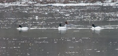 Common Mergansers