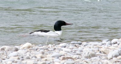 Common Merganser