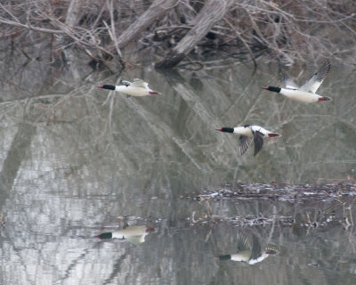 Common Mergansers