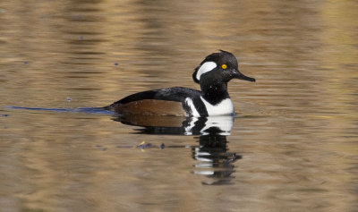 Hooded Merganser, male