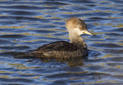 Hooded Merganser, female