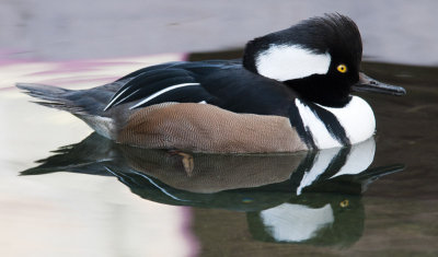 Hooded Merganser