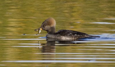 Hooded Merganser, female