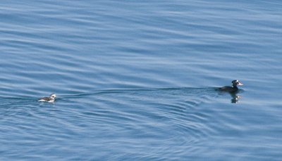 Long-tailed Duck and Surf Scoter