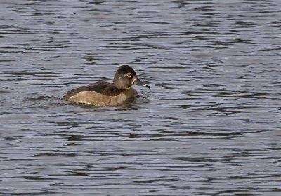 Ring-necked Duck, female