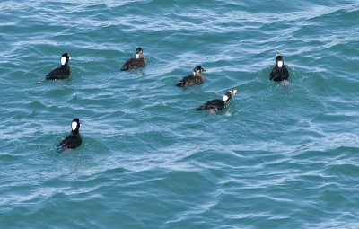 Surf Scoters