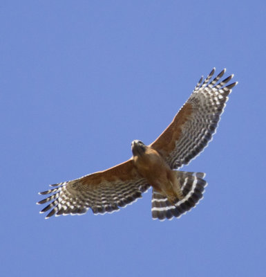 Red-shouldered Hawk