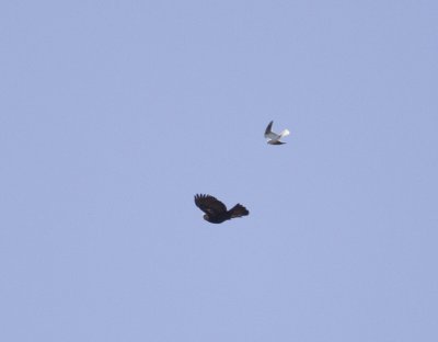 White-tailed Kite and Golden Eagle 2